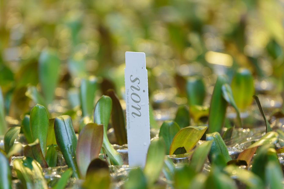 Sion Young Plants Orchidee 