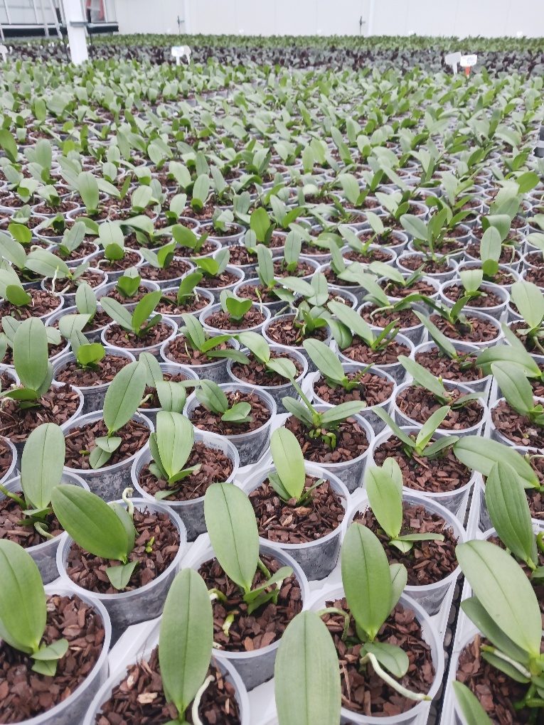 Potted Sion Phalaenopsis plants in Edmonton, Canada