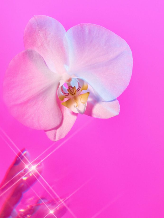 ¡La Phalaenopsis Yvion
es la estrella!
